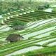 Produksi Komoditas Pertanian di Bali Terhambat, Ini Penyebabnya