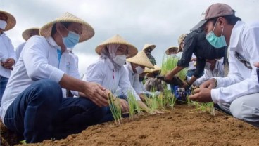 Uji Coba Sukses, Purwakarta Siapkan Lahan Bawang Merah 30 Hektare