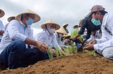 Uji Coba Sukses, Purwakarta Siapkan Lahan Bawang Merah 30 Hektare