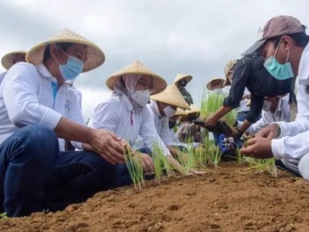 Uji Coba Sukses, Purwakarta Siapkan Lahan Bawang Merah 30 Hektare