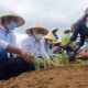 Uji Coba Sukses, Purwakarta Siapkan Lahan Bawang Merah 30 Hektare