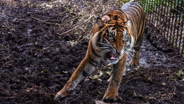 Pelepasliaran Harimau Sumatera di Riau