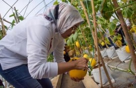 Kebon Ambu, Kawasan Edutaiment dan Litbang Tanaman Pangan ala Purwakarta