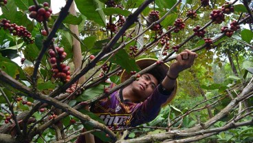 Merawat Kopi Nuklir, Tingkatkan Produktivitas Hadapi Perubahan Iklim