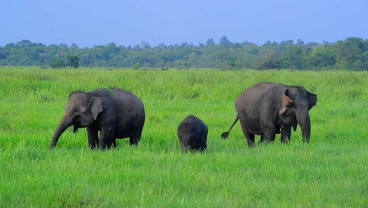 Taman Nasional Way Kambas Sejak Tahun 2010 Menjadi Rumah Sekitar 247 Ekor Gajah Liar