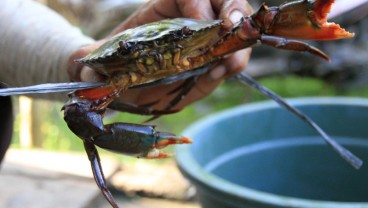 SKIPM Mamuju Lepasliarkan 42 Kepiting Bakau Hasil Sitaan Petugas