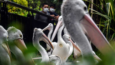 Kebun Binatang Ragunan Membatasi Pengunjung saat Libur Natal dan Tahun Baru