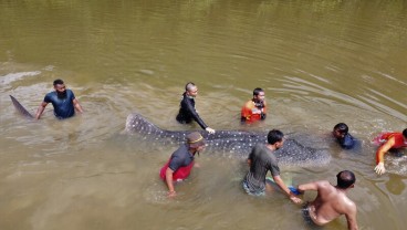 Foto-foto Evakuasi Hiu Terdampar di Sungai Kendari