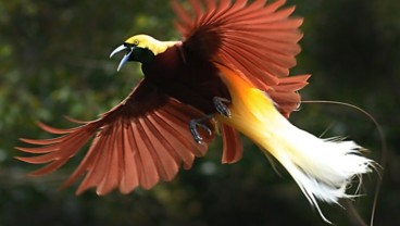 Cara Bertahan Hidup Saat Berburu Kicauan Burung di Hutan Papua 