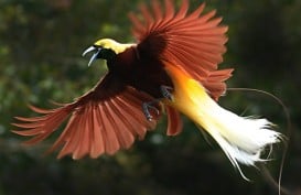 Cara Bertahan Hidup Saat Berburu Kicauan Burung di Hutan Papua 