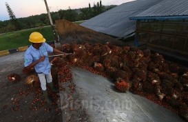 Harga CPO Melesat, Saham Emiten Sawit Mulai Panen Cuan