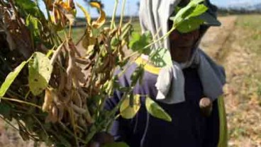 Minat Petani Jadi Ganjalan Peningkatan Produksi Kedelai