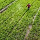 Purwakarta Kekurangan Tenaga Penyuluh Pertanian untuk Genjot Produktivitas