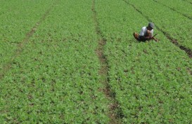 Kedelai Langka, Pemerintah Harus Fokus pada Peningkatan Produktivitas 