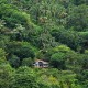 Hutan Sosial di Sumbar Tumbuhkan Perekonomian Masyarakat Desa