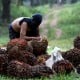 Kaltim Perpanjang Kerja Sama Kelapa Sawit dengan Perusahaan Jerman