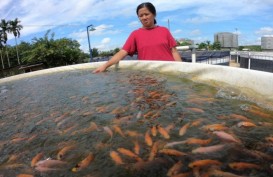 Lepas Ketergantungan Tangkap Ikan di Laut, KKP Genjot Produktivitas Budidaya