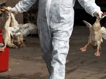Virus Flu Burung Merebak di Tengah Pandemi Corona