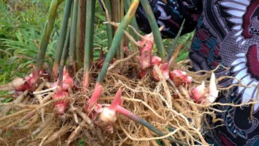 Penangkar Benih Jahe Merah Penen Untung Saat Pandemi