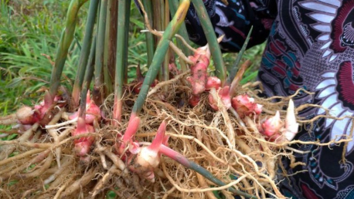 Penangkar Benih Jahe Merah Penen Untung Saat Pandemi