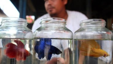 Ikan Hias Jadi Andalan, Bantuan Sarpras Budi Daya 2021 Ditambah