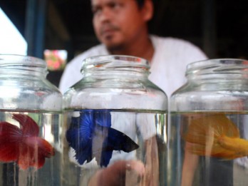 Ikan Hias Jadi Andalan, Bantuan Sarpras Budi Daya 2021 Ditambah