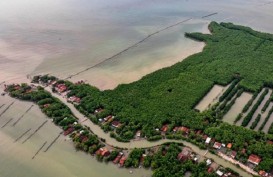 Fokus Ekonomi Hijau, Jokowi Janji Rehabilitasi 630 Ribu Hektare Hutan Mangrove
