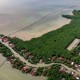 Fokus Ekonomi Hijau, Jokowi Janji Rehabilitasi 630 Ribu Hektare Hutan Mangrove