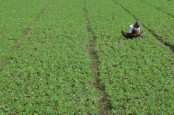 Genjot Produksi Lokal, Kementan Siapkan 6 Varietas Unggul Kedelai