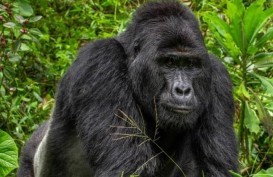 Dua Gorila Positif Virus Corona di Kebun Binatang San Diego