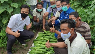 Tetap Produktif tanpa Bakar Lahan Gambut