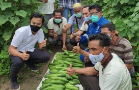 Tetap Produktif tanpa Bakar Lahan Gambut