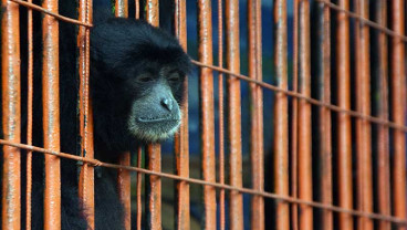 Kebun Binatang di Madiun Kesulitan Menuuutup Biaya Operasional Akibat Pemberlakuan PPKM