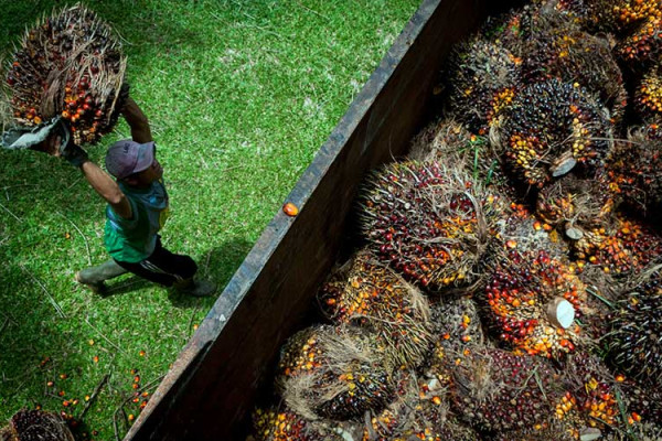 Pekerja memanen kelapa sawit di Desa Rangkasbitung Timur, Lebak, Banten, Selasa (22/9/2020). ANTARA FOTO/Muhammad Bagus Khoirunas