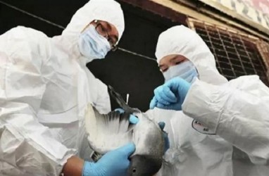 Wabah Flu Burung di Hongaria, 101.000 Ekor Ayam Dimusnahkan