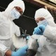 Wabah Flu Burung di Hongaria, 101.000 Ekor Ayam Dimusnahkan