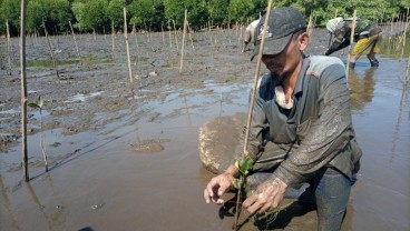 Pulihkan Ekosistem Pesisir, Tanam Mangrove 2020 Capai 2,9 Juta Batang