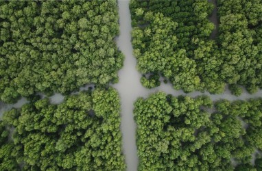 Pulihkan Ekosistem Pesisir, Ini Target Tanam Mangrove 2021