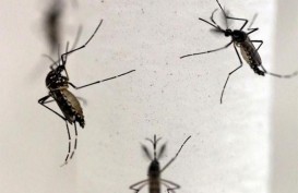Musim Hujan, Ini Tanaman Pengusir Nyamuk yang Mudah Dirawat