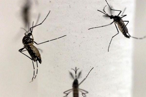 Musim Hujan, Ini Tanaman Pengusir Nyamuk yang Mudah Dirawat