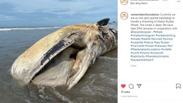 Bangkai Paus Bryde Terdampar di Pantai Batu Belig Bali