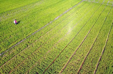 Jepara Genjot Kapasitas Produksi Tanaman Pangan