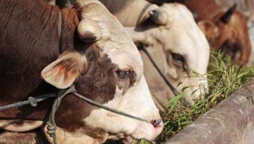 Bea Masuk 0 Persen, Harga Sapi Bakalan Australia Masih Tinggi