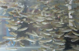 KKP Tetapkan 20 Ikan Bersirip Dilindungi