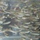 KKP Tetapkan 20 Ikan Bersirip Dilindungi