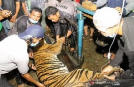Harimau di Aceh Tenggara Terjerat Perangkap Babi Ditemukan Lemas