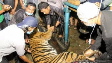 Harimau di Aceh Tenggara Terjerat Perangkap Babi Ditemukan Lemas