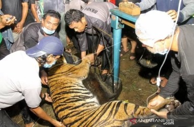 Harimau di Aceh Tenggara Terjerat Perangkap Babi Ditemukan Lemas