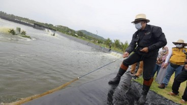 Jabar Dorong Budi Daya Udang Vaname di Pantai Selatan