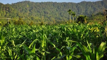 Peningkatan Produksi Jagung, Sumbar Pasang Target Konservatif